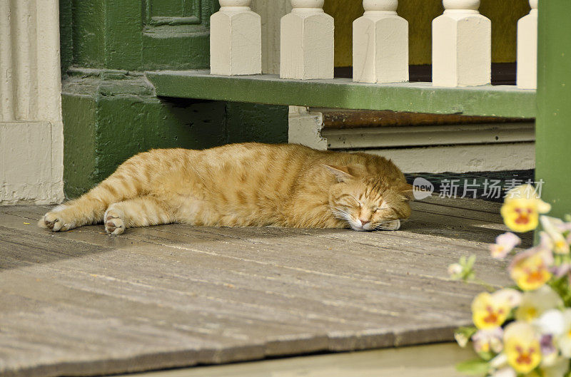 Sleeping Cat，剑桥，波士顿